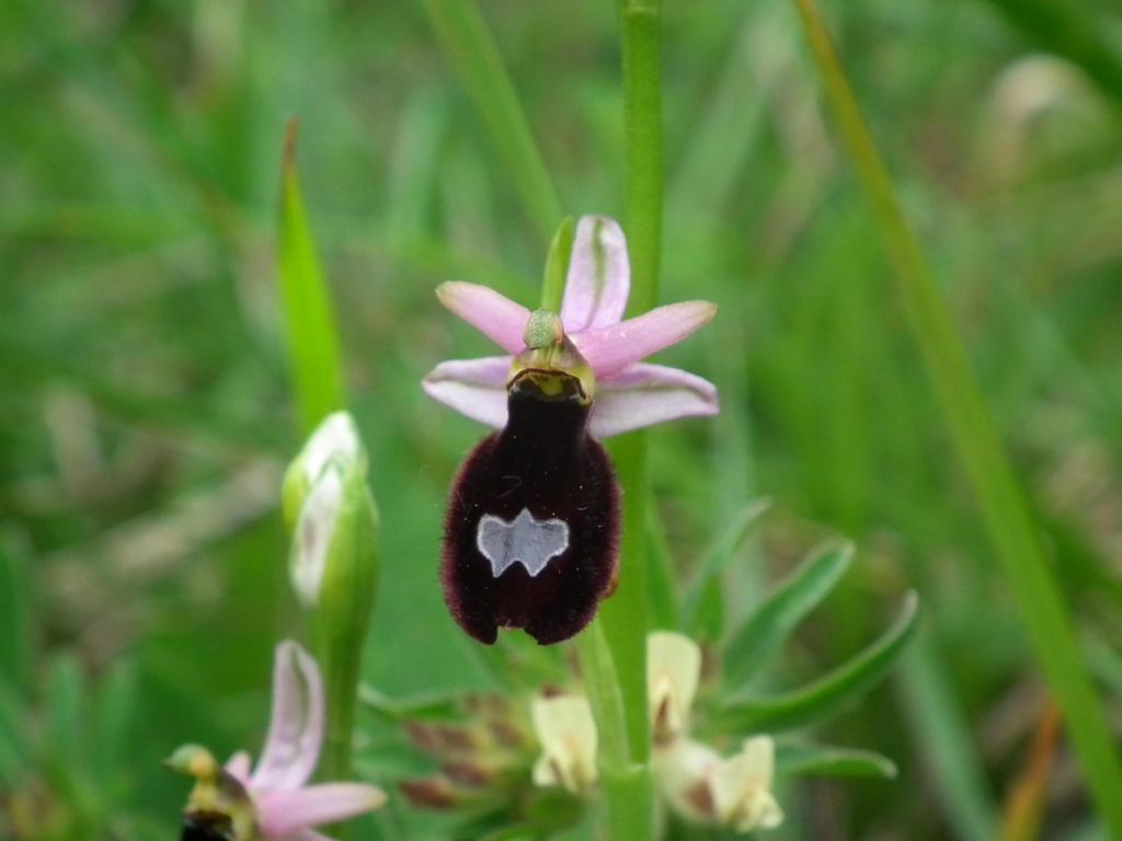 Ophrys benacensis o bertolonii?